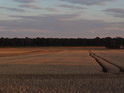 Poslední paprsky osvětlují pšeničný lán mezi obcemi Pogalewo Małe a Pogalewo Wielkie.