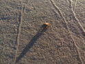 Mandelinka bramborová na slaném písku pláže u Baltského moře. Kam se všude dostane americký brouk, n ato fantazie nestačí.