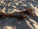 Mořem vyvržený trs na písečné pláži Baltského moře.