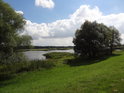 Vrby bílé na levém břehu Odry u obce Neu Manschnow.