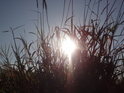 Stoupající Slunce za trsem trávy na pravobřežní výspě Odry nad městem Słubice.