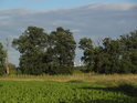 Průhled na komíny v Glogówe přes Odru u obce Czerna.