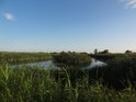 Rozsáhlé porosty rákosí střídají slepá ramena na levém břehu Odry u obce Kienitz.