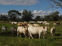 Pohledy spokojených krav jsou snad všude na světě stejné jako v levobřežní nivě Odry u obce Neubleven.