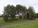 Topolový remízek na levém břehu Odry pod obcí Ratzdorf.
