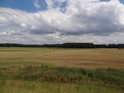 Pšeničný lán v levobřežní nivě Odry u obce Siedlce.