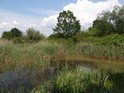 Levobřežní luh Odry uvnitř chráněného území Stobrawski Park Krajobrazowy.