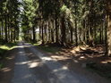 Lesní cesta od Kozlova, před odbočkou k prameni Odry.