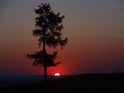Slunce vychází za modřínem nedaleko Klokočova.