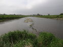 Řeka Odra ve městě Racibórz
