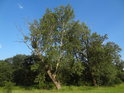 Topol osika v hlavním kmeni usnul, ale omlazovací výhon tak zesílil, že je to téměř plný strom.