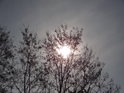 Slunce vyhlédlo mezi mraky za stromovím u Albrechtiček.