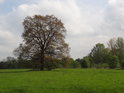 Statný dub v levobřežní nivě Odry v sousedství Křivého rybníka.
