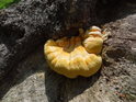 Dřevokazná houba na padlé lípě v levobřežní nivě Odry.
