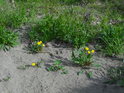 Erozní levý břeh Odry je obrostlý jen náletovými rostlinami, protože se často mění.