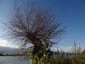 Uschlá vrba na pravém břehu Odry pod přístavem Widuchowa.