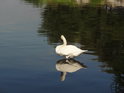 Mladá labuť stojí při mělkém pravém břehu Východní Odry pod železničním mostem.